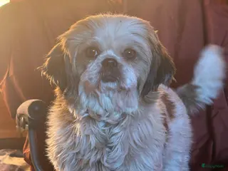 Shih Tzu honden te koop: Mooie lieve shih tzu pups - Advertentie 2