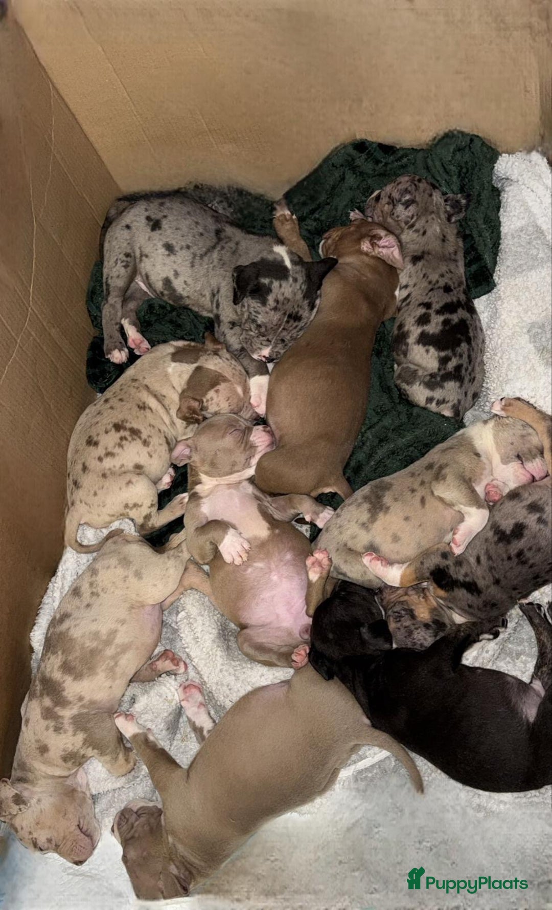 Amerikaanse Bully honden te koop: Amerikaanse bully xl  - Advertentie 1