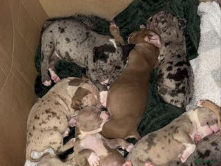 Amerikaanse Bully honden Amerikaanse bully xl - Advertentie 3