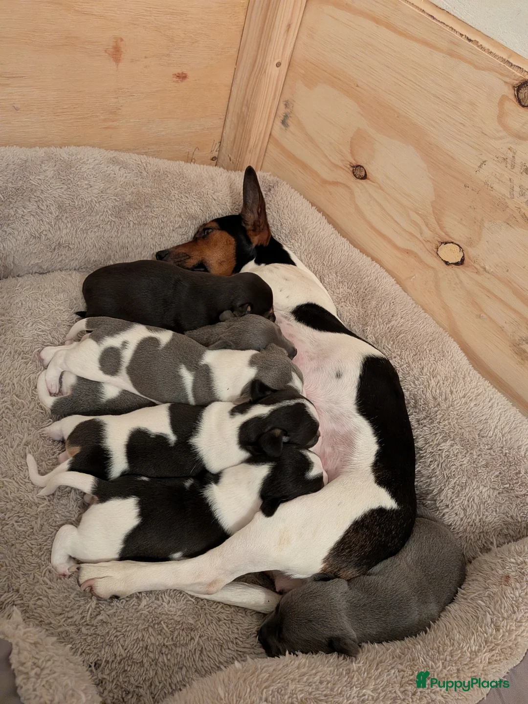 Jack Russel Terriër honden te koop: Lieve jack russel pups  - Advertentie 1