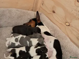 Jack Russel Terriër honden Lieve jack russel pups - Advertentie 4