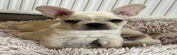 Franse Bulldog honden te koop: Franse Bulldog pups België  - Advertentie 6