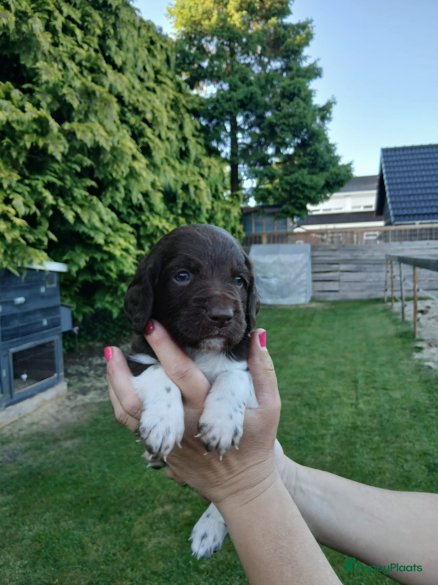 Heidewachtel honden te koop: Heidewachtel pups, nog 1 reutje beschikbaar - Advertentie 7