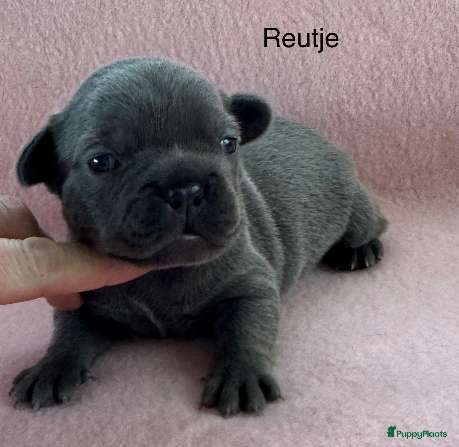 Franse Bulldog honden Franse bulldog pups , beide ouders aanwezig  - Advertentie 2