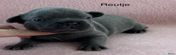 Franse Bulldog honden te koop: Franse bulldog pups , beide ouders aanwezig  - Advertentie 2