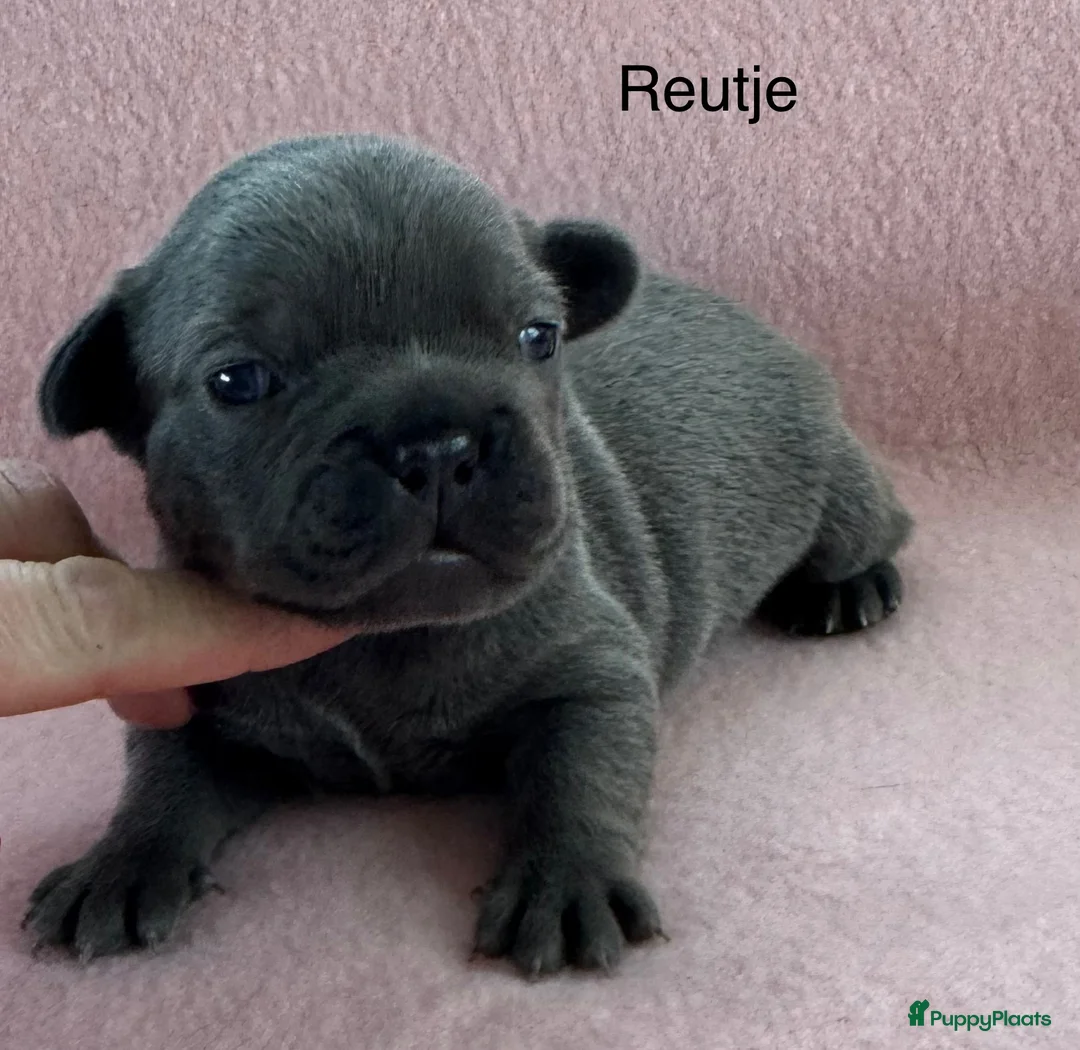 Franse Bulldog honden te koop: Franse bulldog pups , beide ouders aanwezig  - Advertentie 2