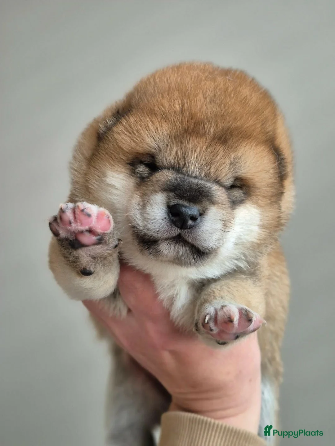 Shiba honden te koop: Shiba pups met stamboom - Advertentie 4