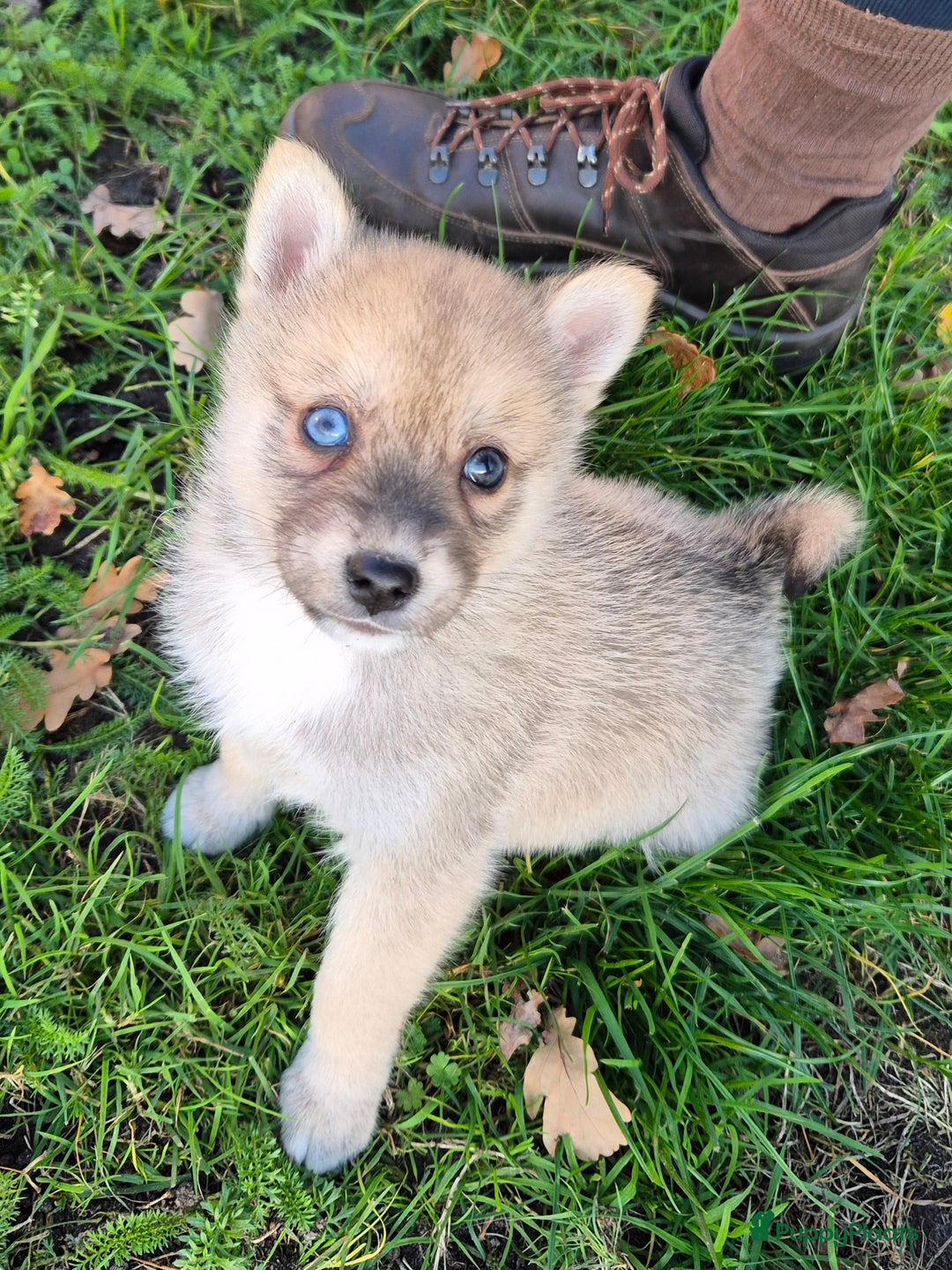 Kruising honden te koop: Pomsky x Shiba inu pups - Advertentie 29