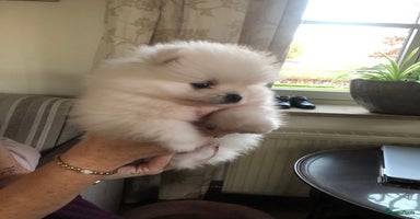 Pomeriaan honden - Advertentie 5