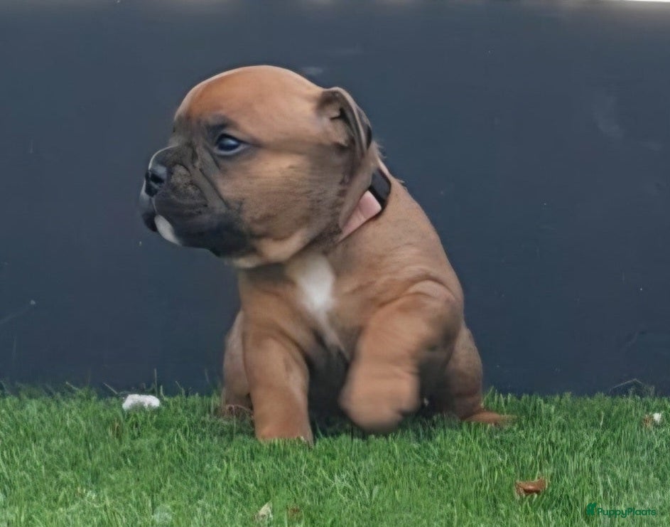 Kruising honden Pups te koop - Advertentie 9