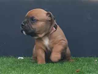Kruising honden Pups te koop - Advertentie 9