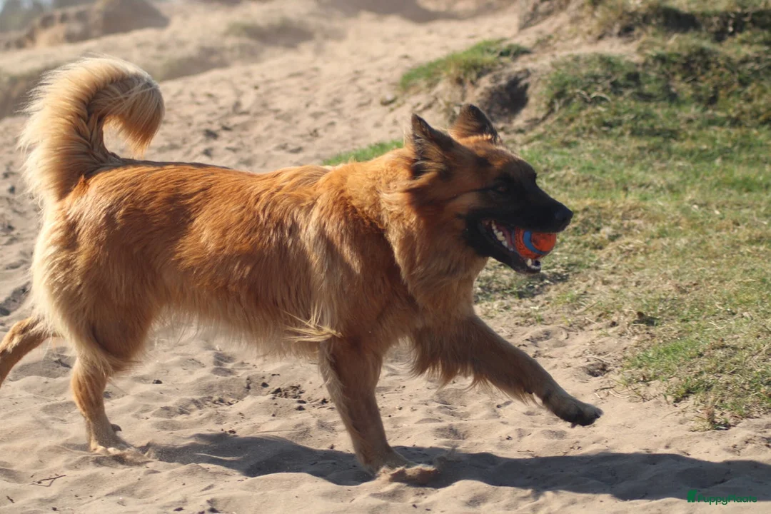 Kruising honden te koop: Eerste nestje Baskische herder in aantocht! - Advertentie 2
