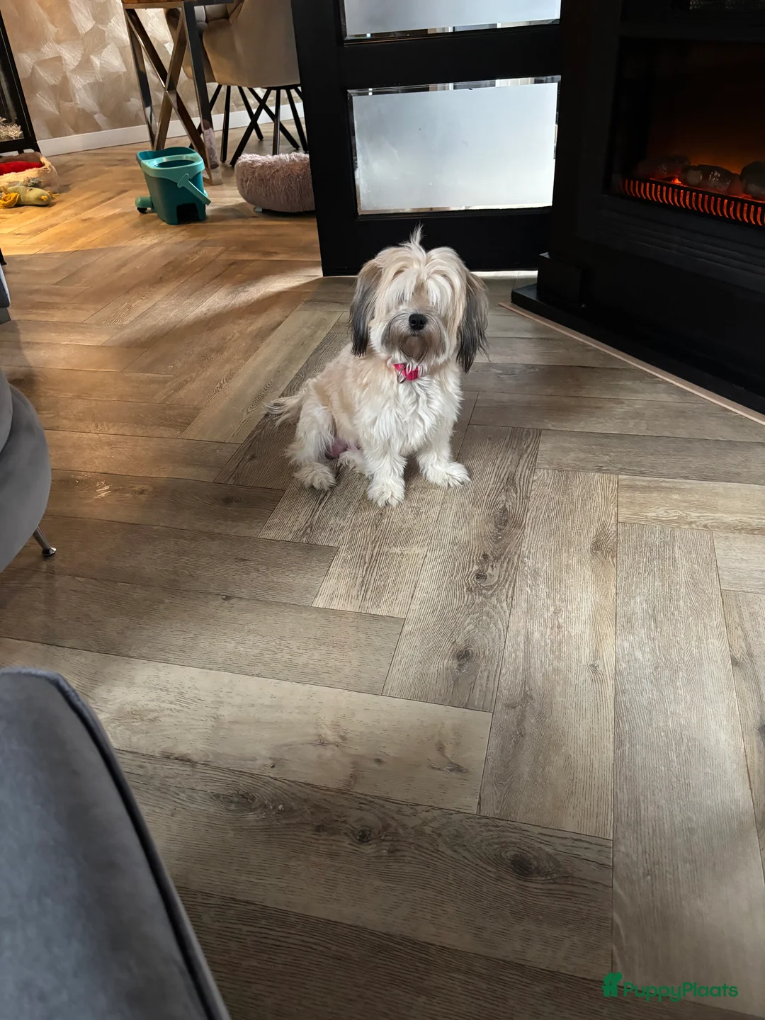 Kruising honden te koop: Mooie boomer /shih tzu  - Advertentie 7