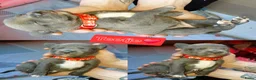 Kruising honden te koop: Nog 4 lieve unieke Mix puppy's. - Advertentie 31