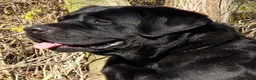 Labrador Retriever honden te koop: Raszuivere zwarte labradorpups - Advertentie 7