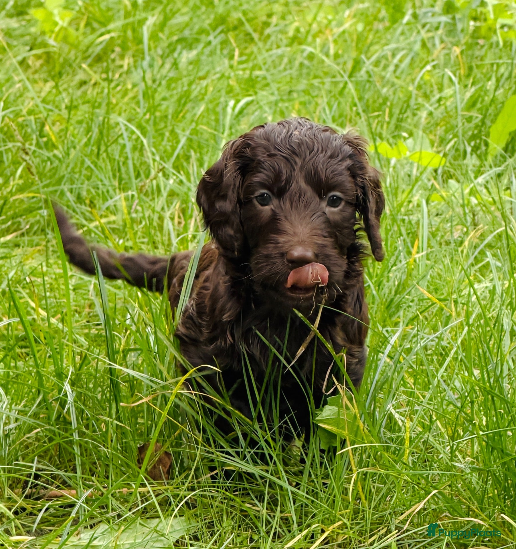 Kruising honden Nestje met Sproodle / Springerdoodle pups  - Advertentie 1