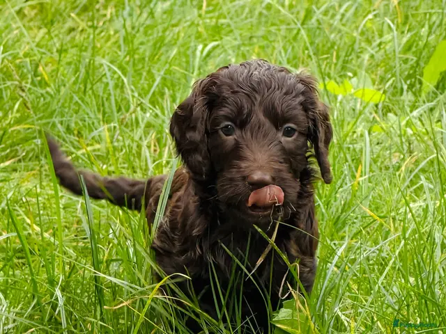 Kruising honden te koop: Nestje met Sproodle / Springerdoodle pups - Advertentie 1