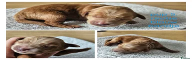 Australian Labradoodle Puppy 5