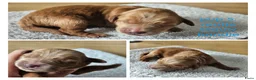 Australian Labradoodle honden te koop: Prachtige medium labradoodle pups - Advertentie 8