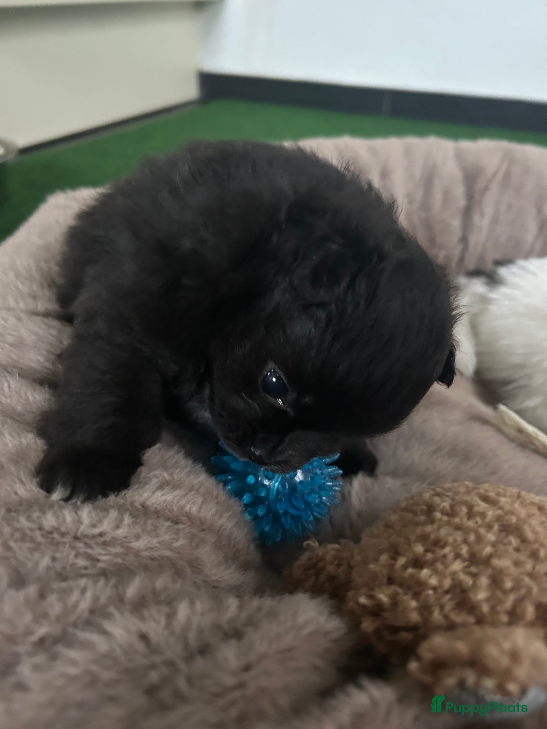 Pomchi honden te koop: Pomchi meisje - Advertentie 3