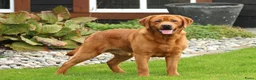 Labrador Retriever honden ter dekking: Prachtige Fox Red staat ter dekking - Advertentie 3