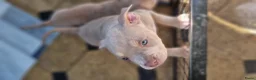 Amerikaanse Bully honden te koop: American Micro bully pups mogen het nest verlaten - Advertentie 3