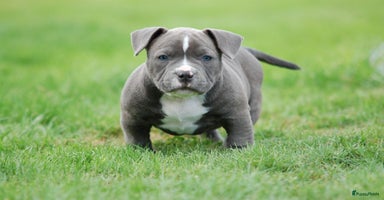 Amerikaanse Bully honden - Advertentie 14