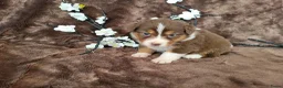 Australian Shepherd honden te koop: Australian Shepherd teefje met FCI stamboom - Advertentie 6