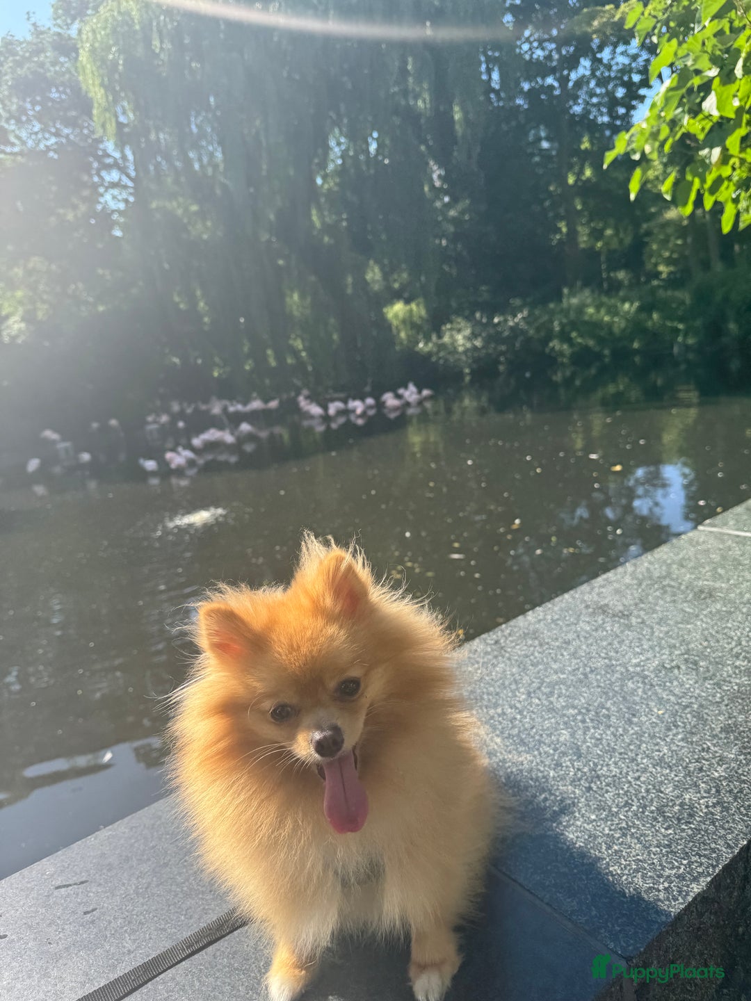 Pomeriaan honden te koop: Cute Pomeriaan Pups – Klaar voor Kerst! - Advertentie 7