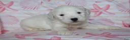 Tibetaanse Terriër honden te koop: Tibetaanse terrier pups met stamboom  - Advertentie 21