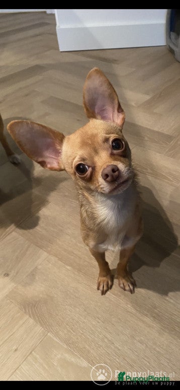 Chihuahua honden Chihuahua DEKREU- niet te koop in Waalwijk - Advertentie 5