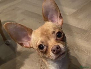 Chihuahua honden Chihuahua DEKREU- niet te koop in Waalwijk - Advertentie 7