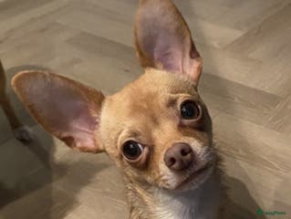 Chihuahua honden Chihuahua DEKREU- niet te koop in Waalwijk - Advertentie 1