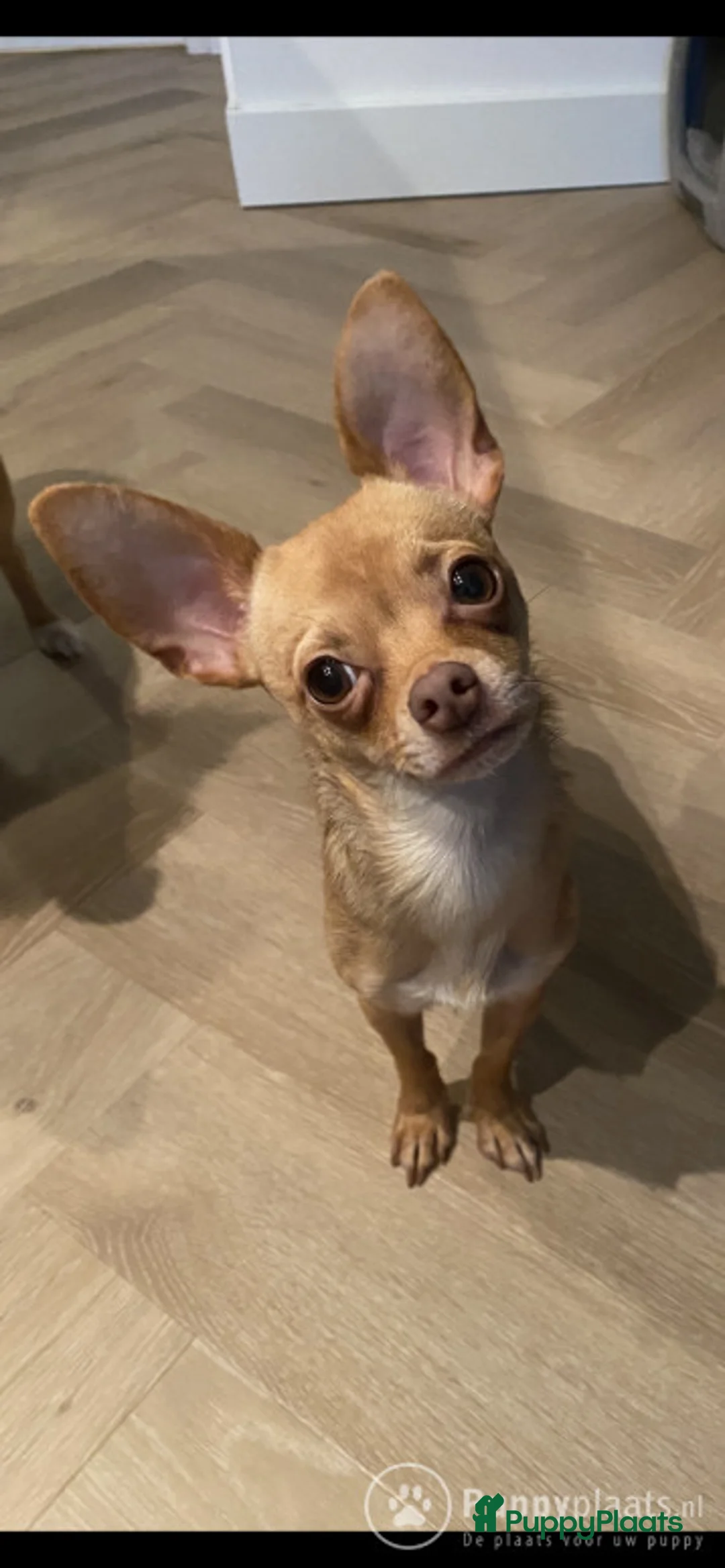 Chihuahua honden ter dekking: Chihuahua DEKREU- niet te koop in Waalwijk - Advertentie 1