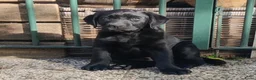 Labrador Retriever honden te koop: 1 mooie zwart labradorreutje pup te koop - Advertentie 1