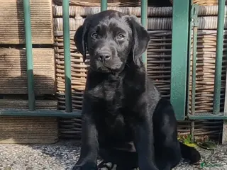 Labrador Retriever honden 1 mooie zwart labradorreutje pup te koop - Advertentie 3