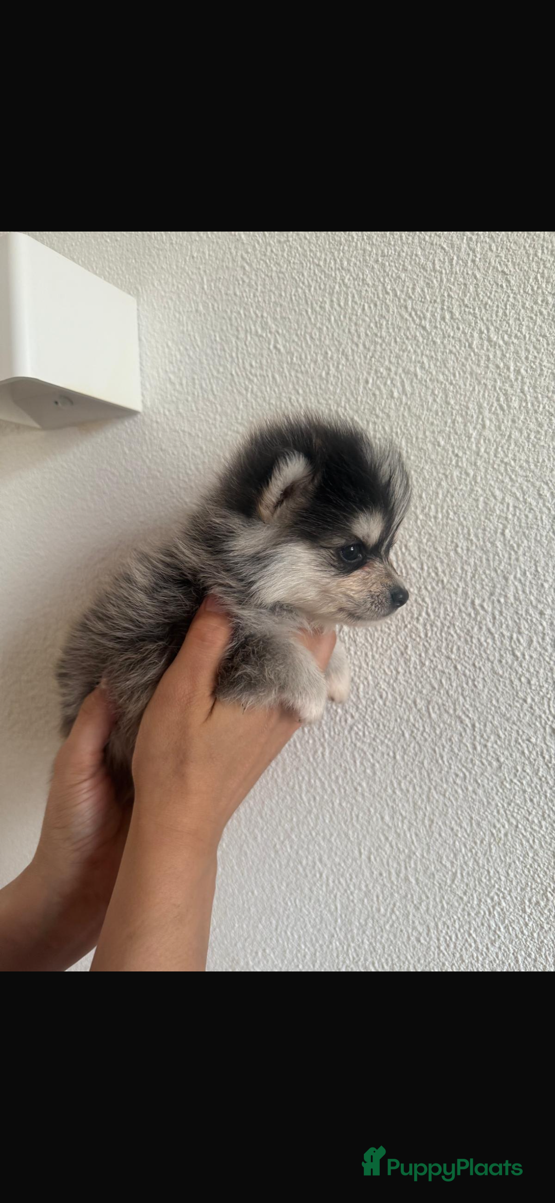 Pomsky honden te koop: 4 prachtige pomsky’s in Breda - Afbeelding 1
