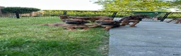 Rhodesian Ridgeback honden te koop: Rhodesian ridgeback - Advertentie 3