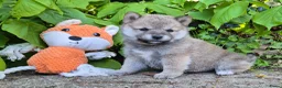 Shiba honden te koop: Shiba inu pups - Advertentie 10