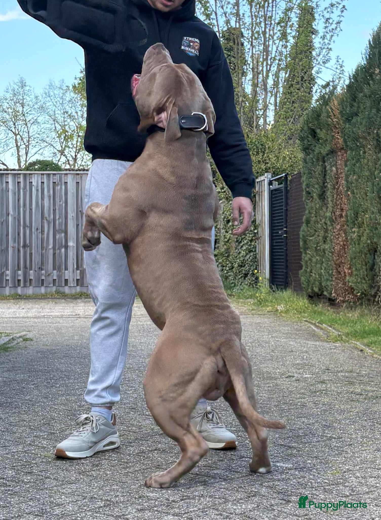 Amerikaanse Bully honden ter dekking: Zeer mooie American Bully dekreu beschikbaar - Advertentie 4