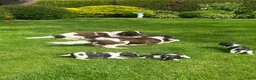 Heidewachtel honden te koop: Heidewachtel pups - Advertentie 11