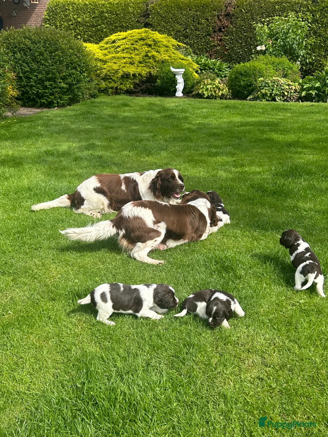 Heidewachtel honden te koop: Heidewachtel pups - Advertentie 11