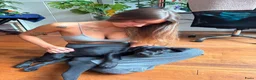 Labrador Retriever honden te koop: Labrador retriever 2 months in Den Haag - Advertentie 5