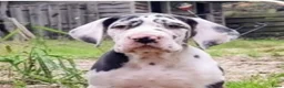 Duitse Dog honden te koop: Duitse Doggen pups in Koewacht - Advertentie 9