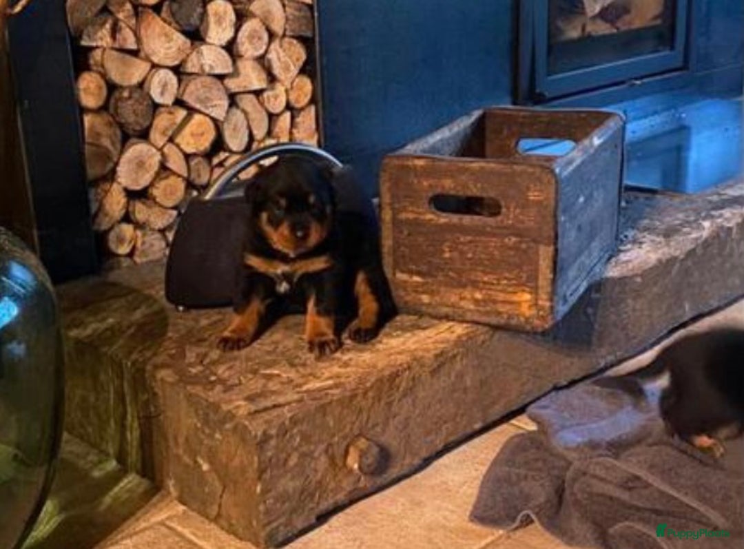 Rottweiler honden te koop: Rottweiler pups - Afbeelding 7