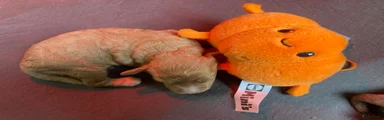 Cockapoo 1