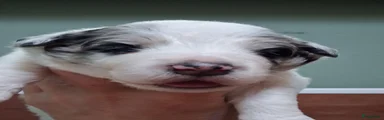 Wilg