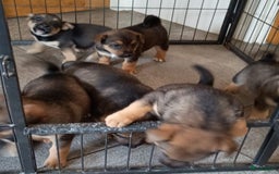 Jack Russel Terriër honden te koop: Pups: Jack Russel X Keeshond - Afbeelding 1