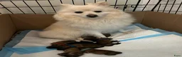 Kruising honden te koop: 4 Prachtige Keeshond/Pomeriaan pups (Oranje-Sabel) in Den Haag - Advertentie 38