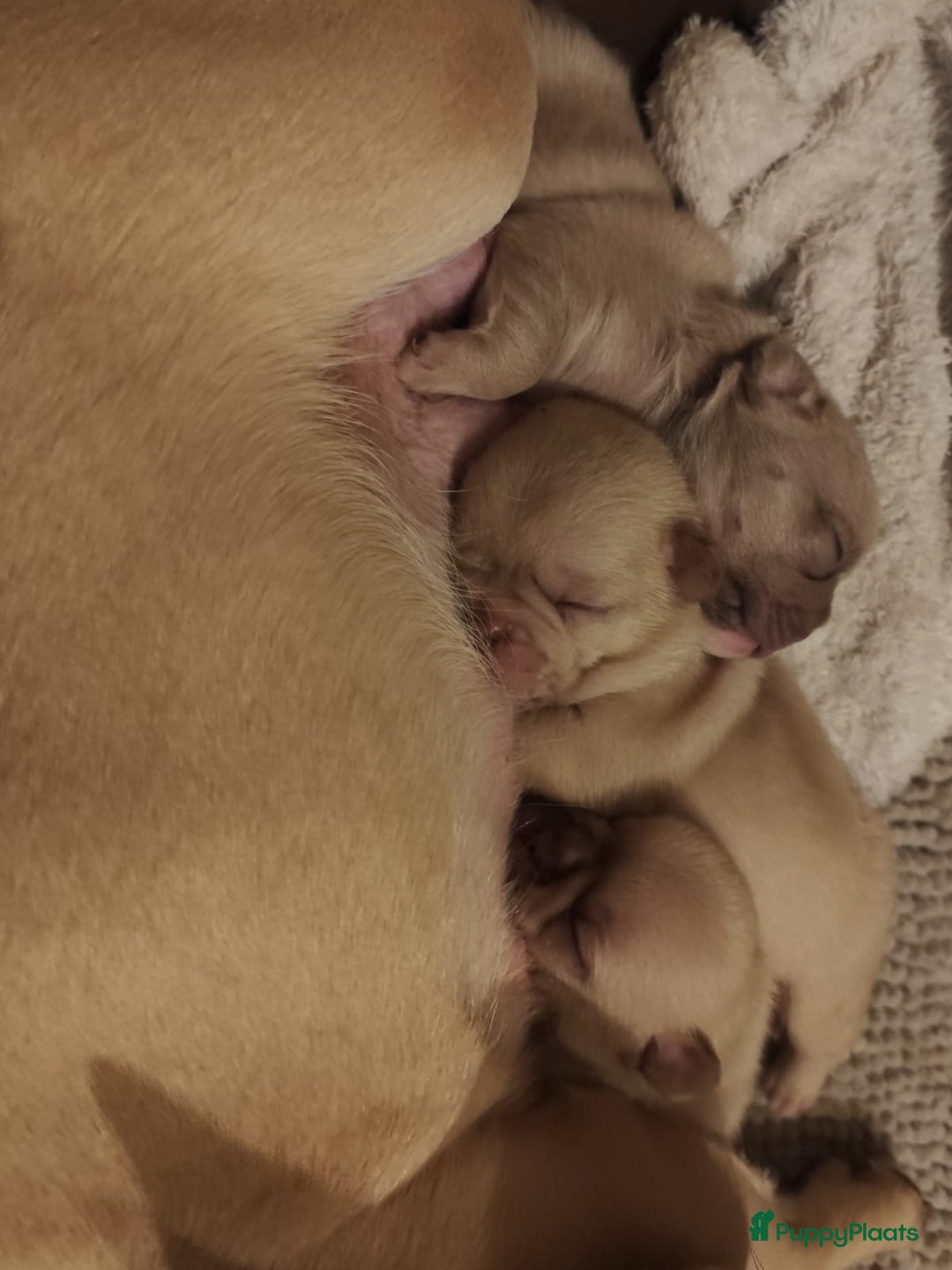 Franse Bulldog honden te koop: Franse bulldog pups - Advertentie 17